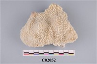 藏品(珊瑚化石)的圖片